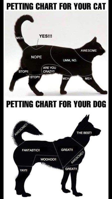 Petting chart - Cat and Dog edition | Dieren en huisdieren, Dieren ...