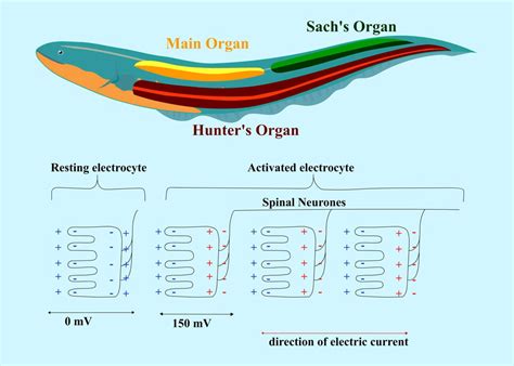 Electric Eel Electric Organ