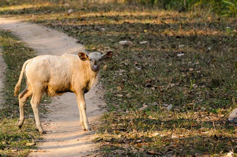 Albino Gaur Calf - Talat Khalid