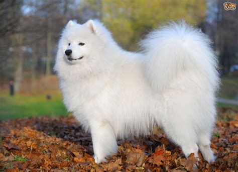 Samoyed Dog Breed | Facts, Highlights & Buying Advice | Pets4Homes