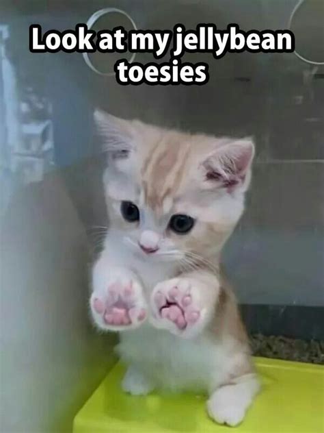 cute kitty memes - Cute Kittens Photo (41532543) - Fanpop