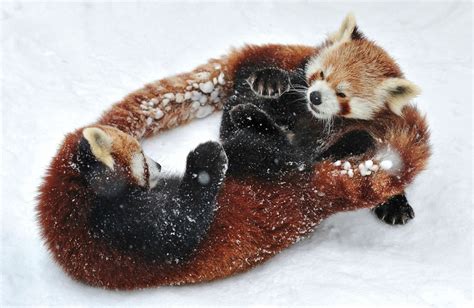 adorable red pandas playing in snow photo | One Big Photo