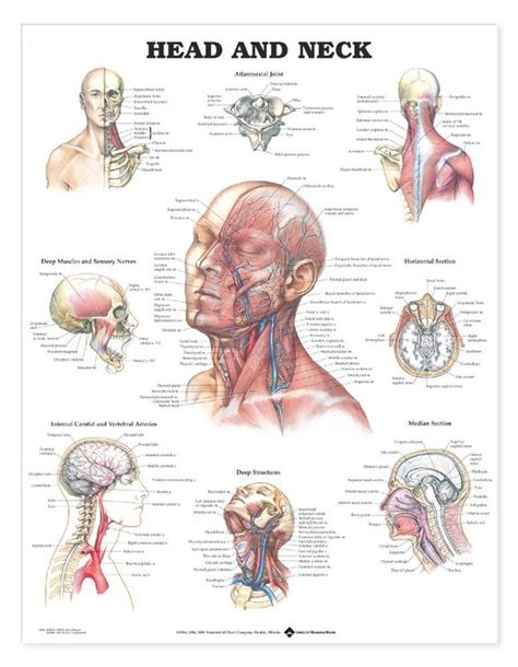 Head and Neck Laminated Anatomical Chart | Head and neck, Anatomy ...