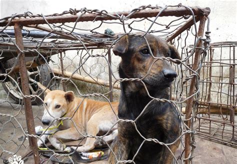 Dog Meat Trade Indonesia - FOUR PAWS in US - Global Animal Protection ...