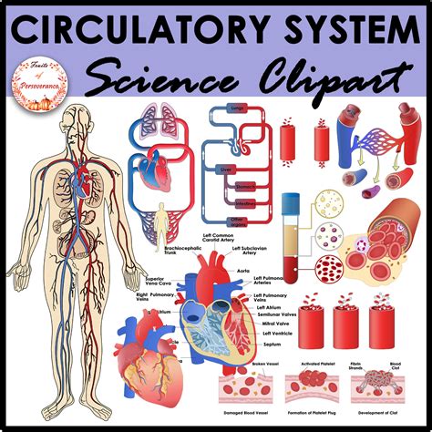 Human Circulatory System Diagram Unlabeled