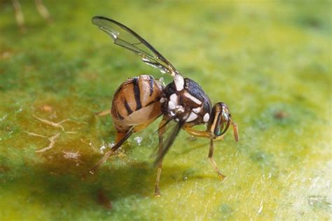 Olive tree diseases - Complete Gardering