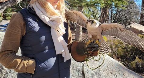 The (Exhilarating) Falconry Program at The Broadmoor in Colorado ...