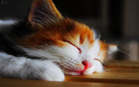 Kitten Sleeping Wallpapers HD / Desktop and Mobile Backgrounds