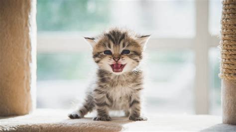 Why Is My Kitten Crying at Night? 7 Reasons That Might Surprise You