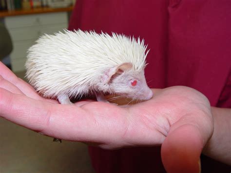 Baby Hedgehog (Hoglet) Care - CHICAGO EXOTICS ANIMAL HOSPITAL