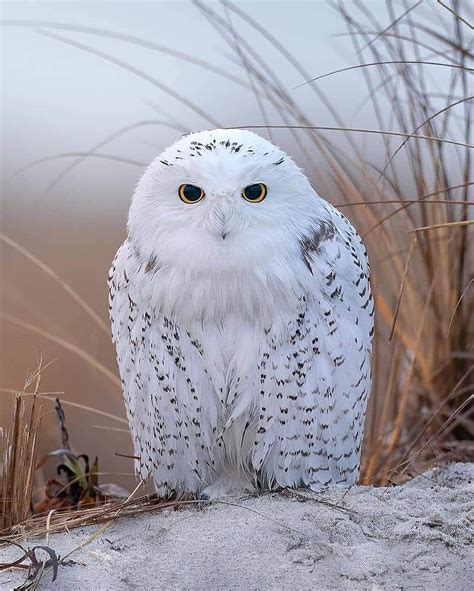 Snowy Owl Wallpaper Screensavers