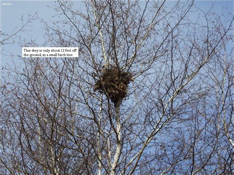 You Learn Something New (almost) Every Day: Squirrel Nests