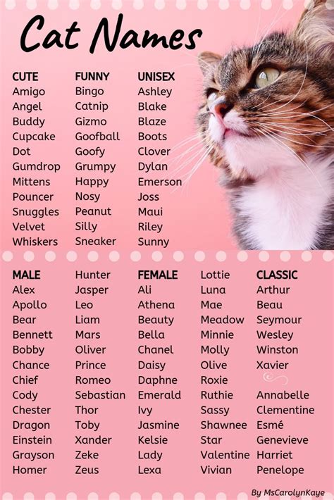 400+ Cat Names: Ideas for Male and Female Cats | Kitten names girl ...