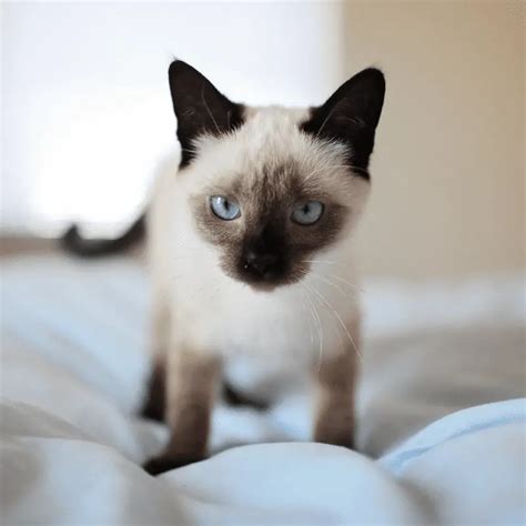 How Long Do Siamese Cats Live? (Common Health Problems) - Petrapedia