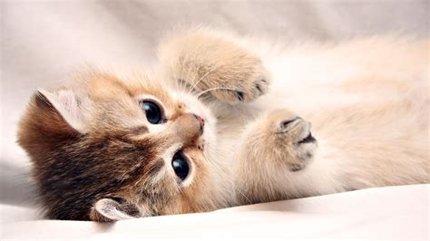 Cute Kitten Desktop Wallpapers on WallpaperDog