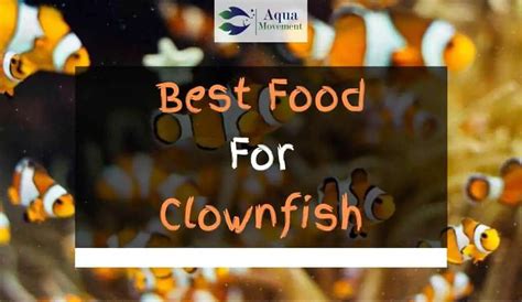 Best Food for Clownfish - Top 5 Review | Aqua Movement