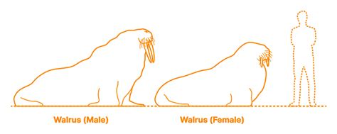 Walrus Size Chart