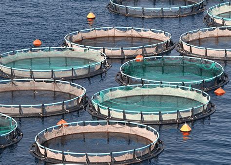 Mariculture (Marine Aquaculture) Online Course – Careerline Courses