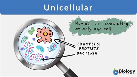 Unicellular Definition and Examples - Biology Online Dictionary