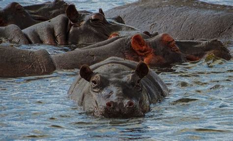 Hippopotamus Habitat | Hippoworlds