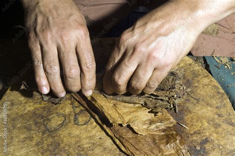 hand rolling tobacco leaves for cigar production Stock Photo | Adobe Stock