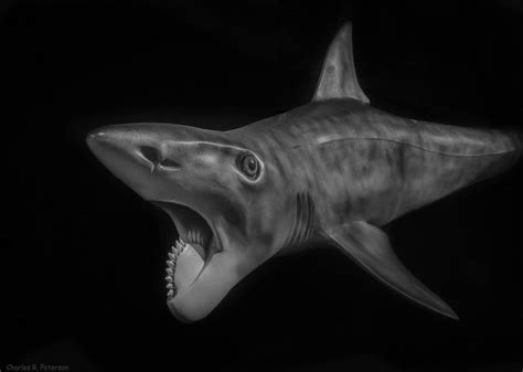 Helicoprion - The Australian Museum