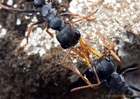 Jack jumper ant - Alchetron, The Free Social Encyclopedia