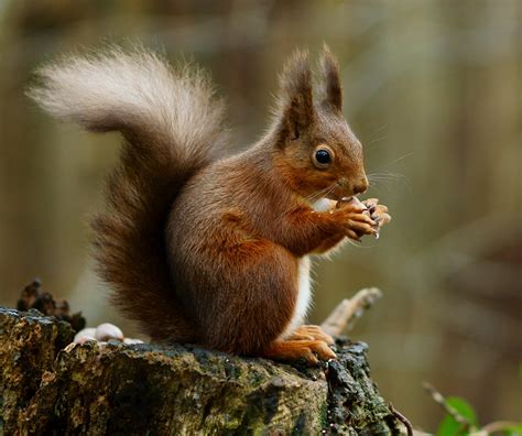 Red squirrel - Wikipedia