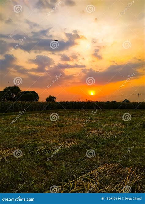 Millet Field and Trees Over Beautiful Sunset Stock Photo - Image of ...