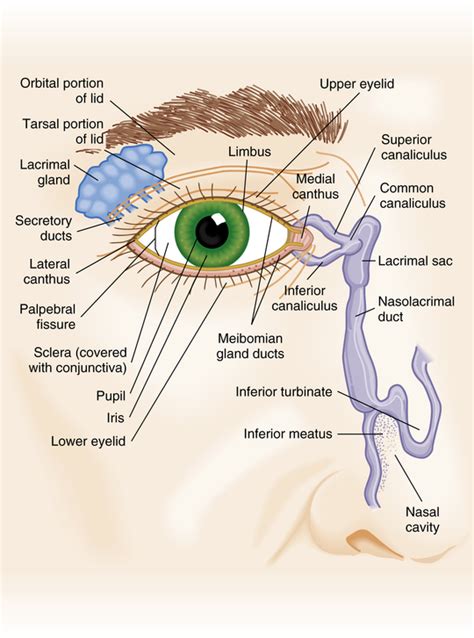 Anatomy Of Eye Socket - Infoupdate.org