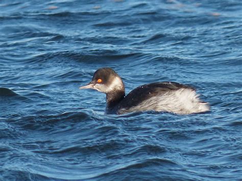 File:Black-necked Grebe, winter plumage.jpg - BirdForum Opus | BirdForum