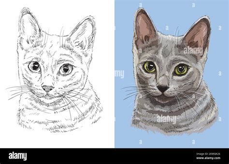 Cat show russian blue Stock Vector Images - Alamy