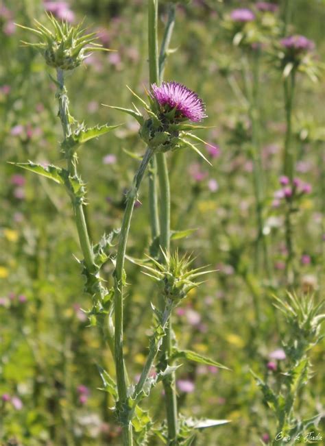 Cardo mariano (Silybum marianum), una planta medicinal con atractivas ...