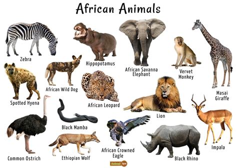 African Animals List, Facts, Conservation Status, Pictures