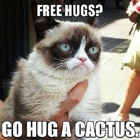 18 Best Grumpy Cat Memes Ever