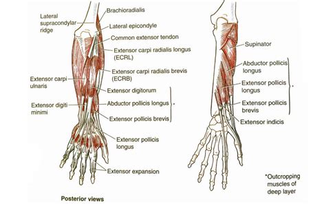 Forearm Stretches | 6 Easy & Simple To Improve Mobility!