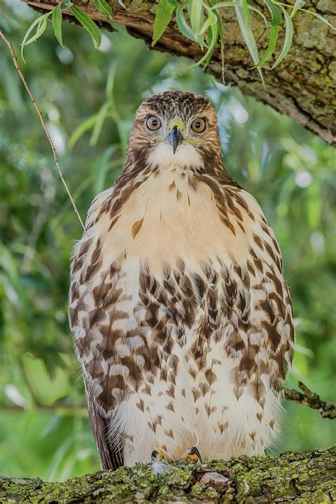 Juvenile Red-Tailed Hawk Perched Photograph by Morris Finkelstein - Pixels