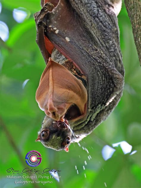 Colugo mother and baby - Bird Ecology Study Group