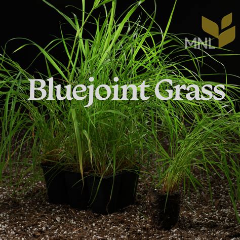 Blue-joint Grass (Calamagrostis canadensis)