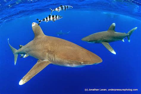 under pressure world: Oceanic Whitetip Sharks with Pilot Fish- Cat ...