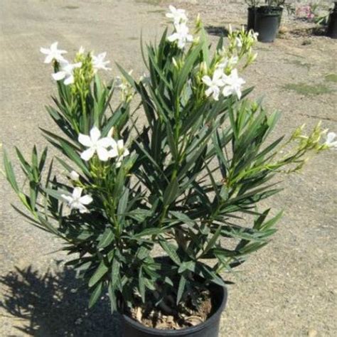 White Oleander | Star Nursery Garden and Rock Centers