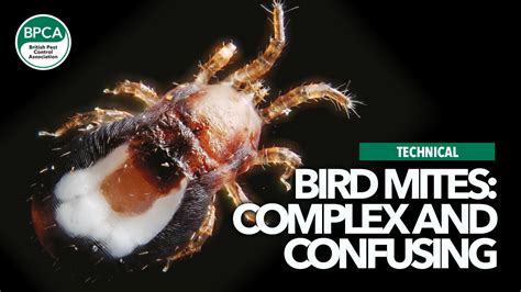 Bird mites: complex and confusing