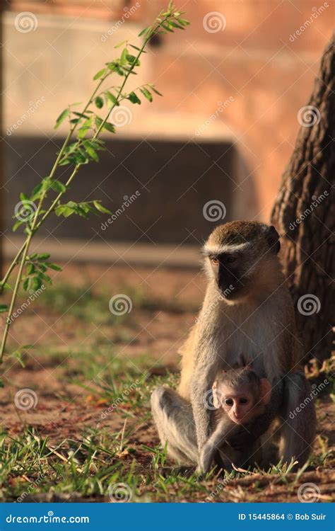 Vervet monkey with baby stock photo. Image of monkey - 15445864