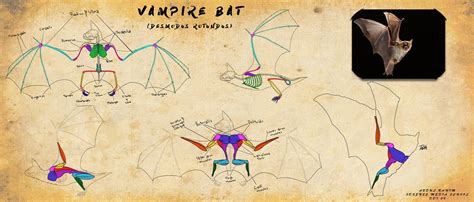 Bat Anatomy Study by HarbingerofDeth on DeviantArt