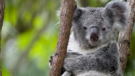 Koalas have fingerprints almost identical to ours | NOVA | PBS