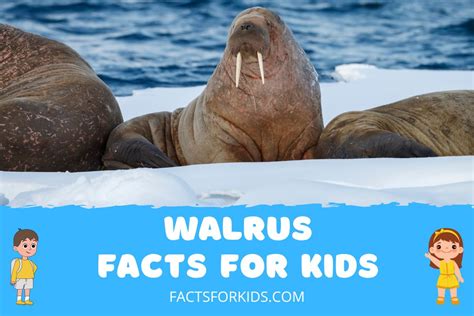 16 Walrus Facts for Kids that Will Surprise You – Facts For Kids