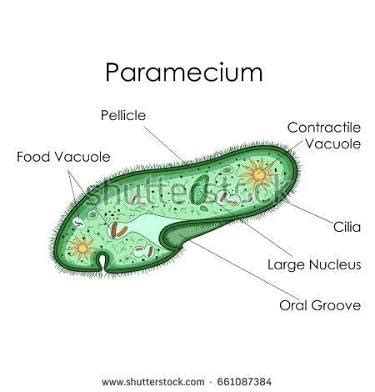 What are some common examples of protists? + Example