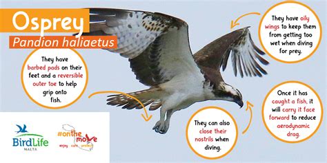 Osprey Facts And Information Trees For Life