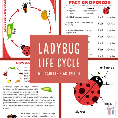 FREE Ladybug Life Cycle Resources | Free Homeschool Deals