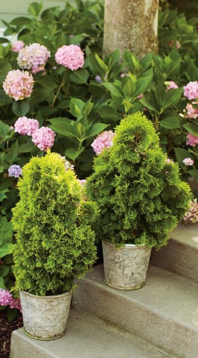 47 best Shrubs for Containers images on Pinterest | Container garden ...